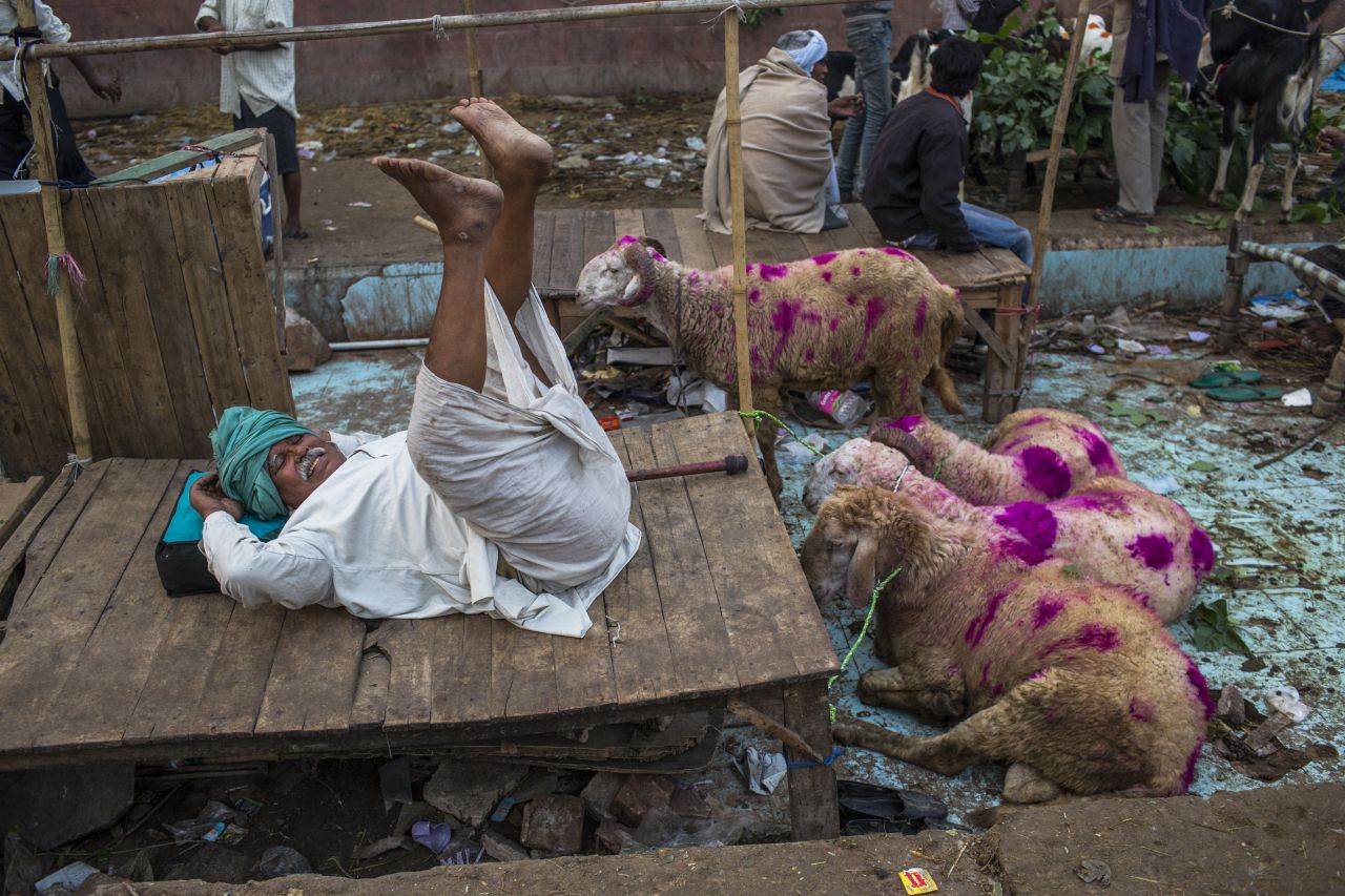 A goat vendor waits for customers to buy animals for the sacrificial festival in New Delhi on Saturday.