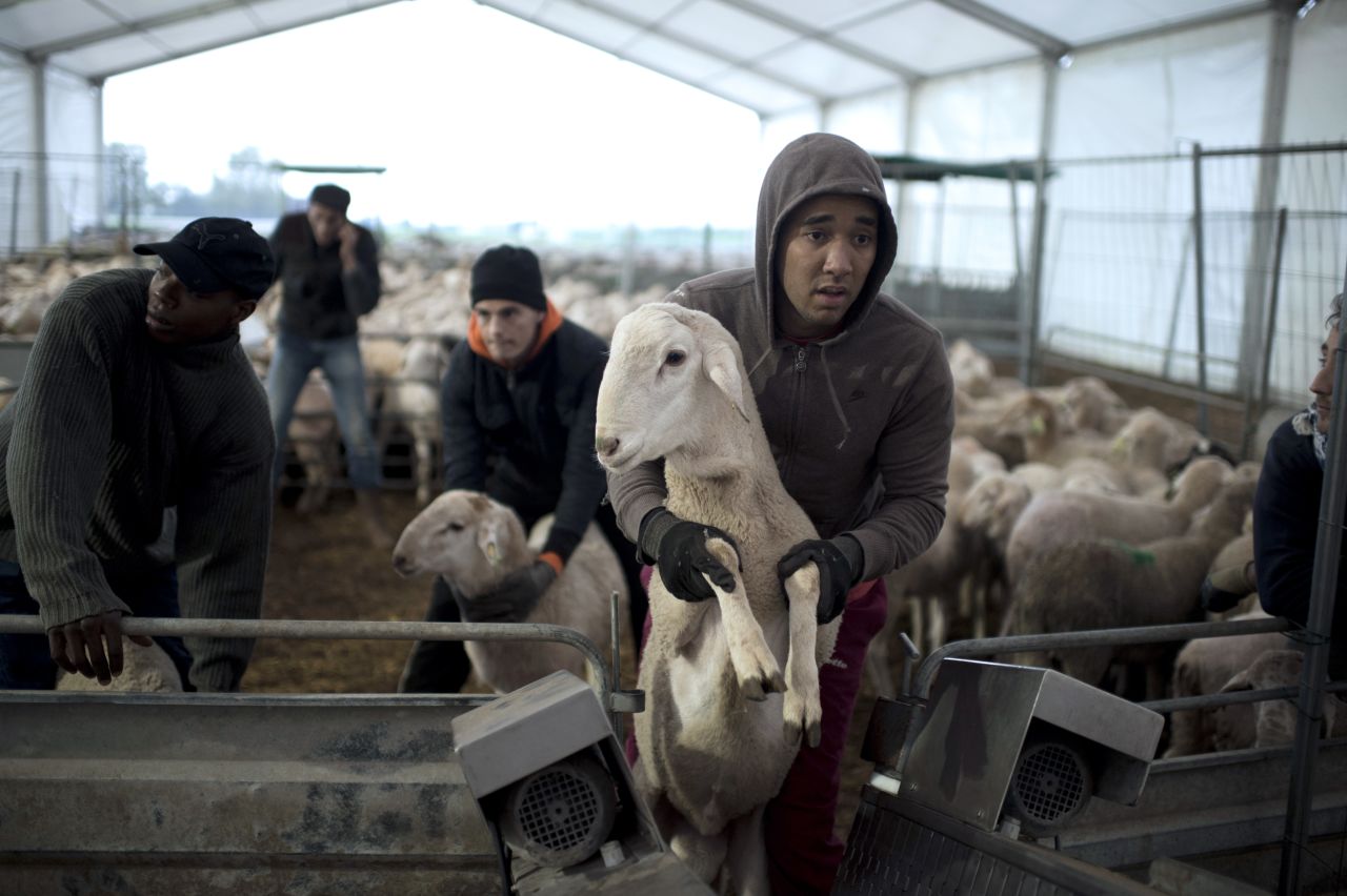 A man loads a sheep in a slaughterhouse in La Courneuve, France, on Friday.