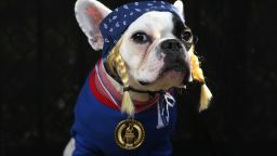  French Bulldog Lula poses as the Olympic Team USA at the Tompkins Square Halloween Dog Parade on October 20, 2012 in New York City.