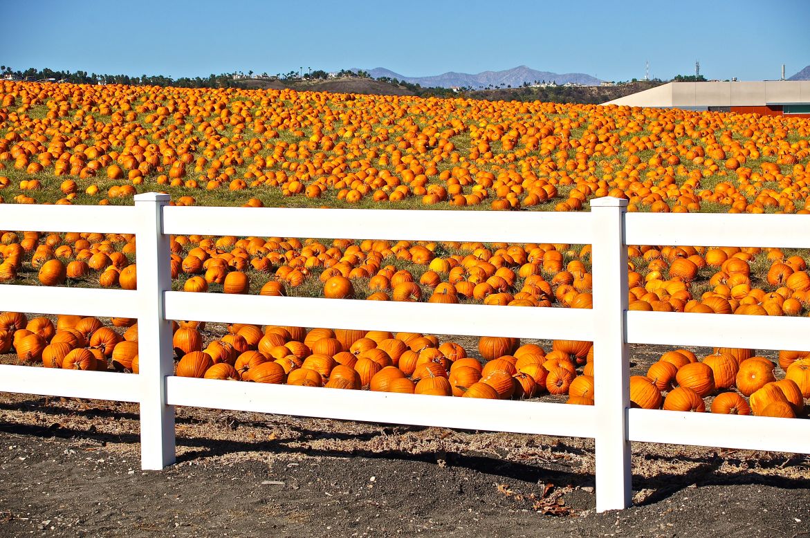 Jennifer L. Schwartz <a href="http://ireport.cnn.com/docs/DOC-858849" target="_blank">noticed this pumpkin patch</a> when driving around the Pomona campus in California. She syas that the pumpkins didn't grow there -- they simply appeared t one day, having been brought in for a local pumpkin festival. "It was so unusual I went back in the afternoon just to take the photos," she said.