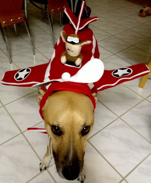 iReporter Quan Huynh's dog, Rocky, serves as a <a href="http://ireport.cnn.com/docs/DOC-865334">plane for an ace pilot</a>. 