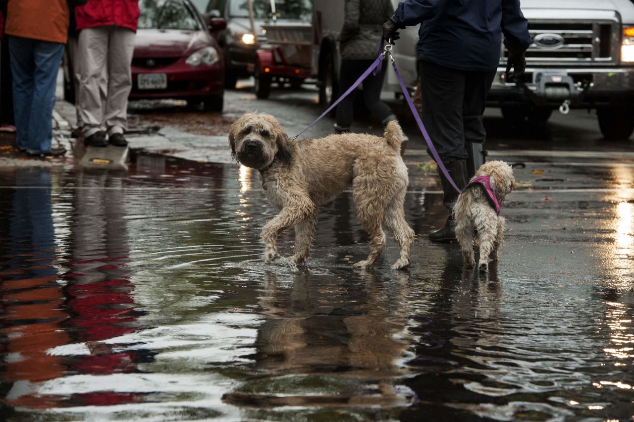 Dog owners in Alexandria, Virginia, gathered to see the flood waters left by Hurricane Sandy on Tuesday.