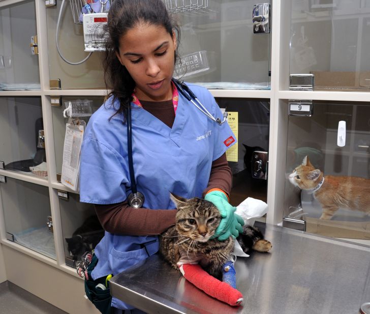 An ASPCA veterinary technician cares for a cat at the ASPCA's Bergh Memorial Animal Hospital in New York.