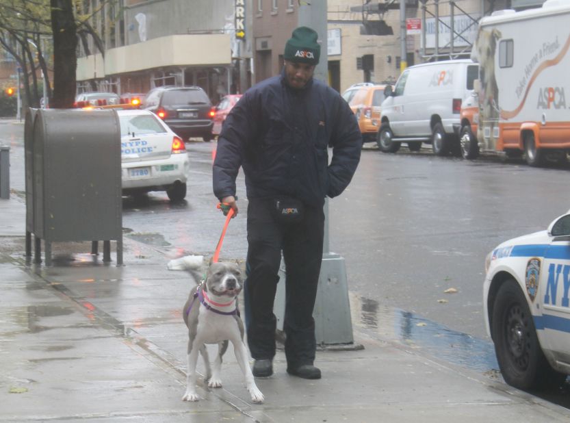 Another dog from the ASPCA Adoption Center gets a windy walk before Hurricane Sandy strikes.