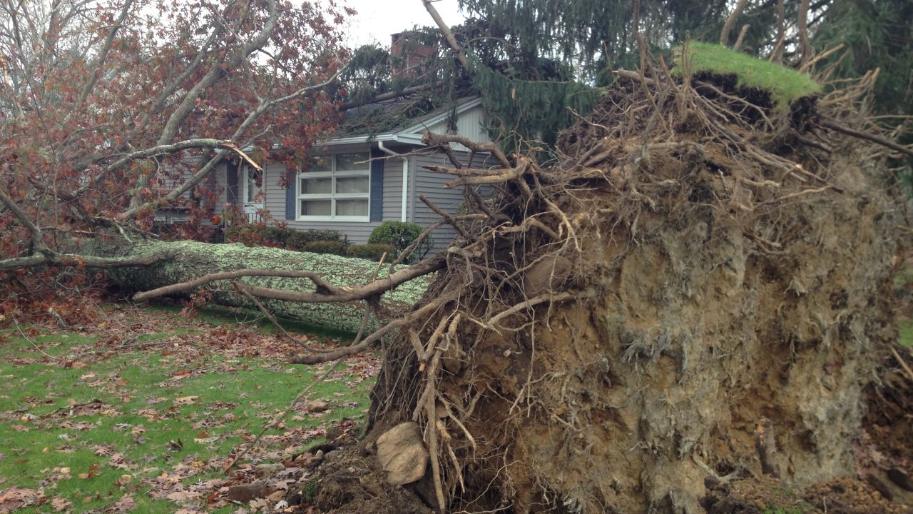 Olga Raymond, 90, was killed by an oak tree that crashed into her yard Monday night in Mansfield, Connecticut.