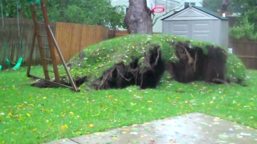 vo tree uproots in sandy storm_00001605