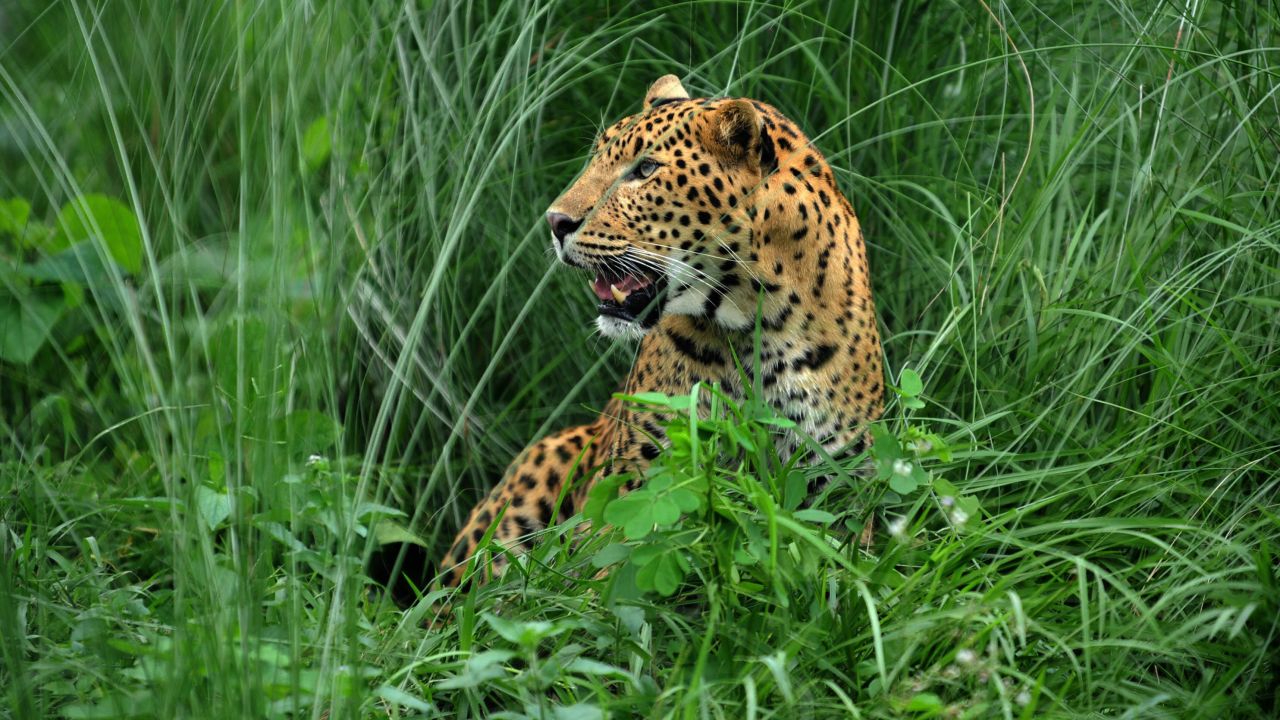Police in Nepal believe a leopard like the one in this 2009 file photo may have killed up to 15 people in a 15-month period.