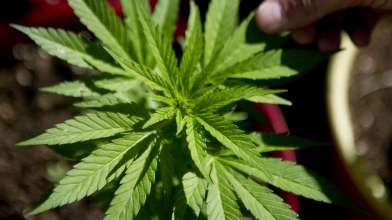 Легализация марихуаны вашингтон тестер на наркотики