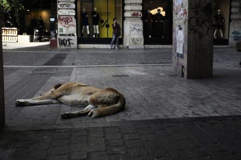 A dog sleeps in a deserted commercial street in central Athens on November 7, 2012 during a 48-hour general strike. 