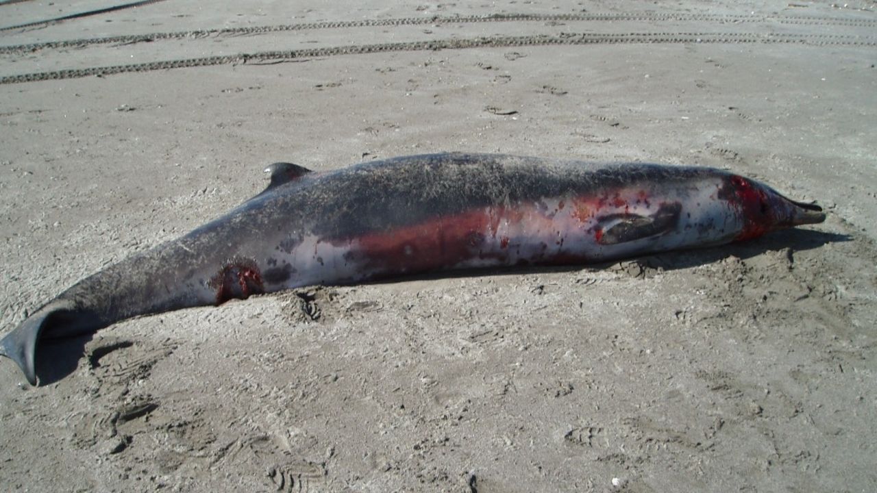 The male spade-toothed beaked whale that washed up on a New Zealand beach in 2010.