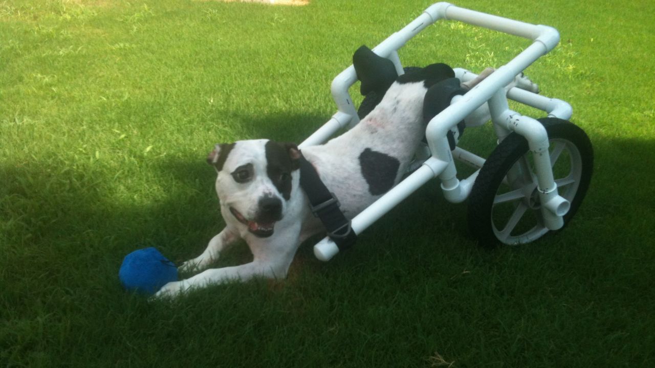 Hope in her wheelchair. Now that she has her mobility back, she's looking for a forever home.