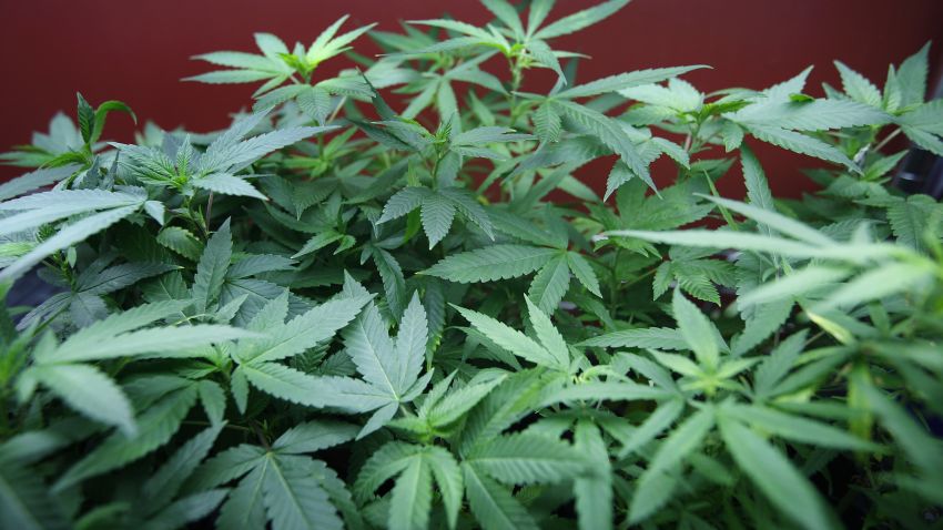 LOS ANGELES, CA - JULY 25: Marijuana plants grow at Perennial Holistic Wellness Center medical marijuana dispensary, which opened in 2006, on July 25, 2012 in Los Angeles, California. 