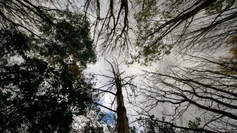 Ash trees in Pound Farm Woodland, near Ipswich, UK, where many cases have been found of ash dieback disease.