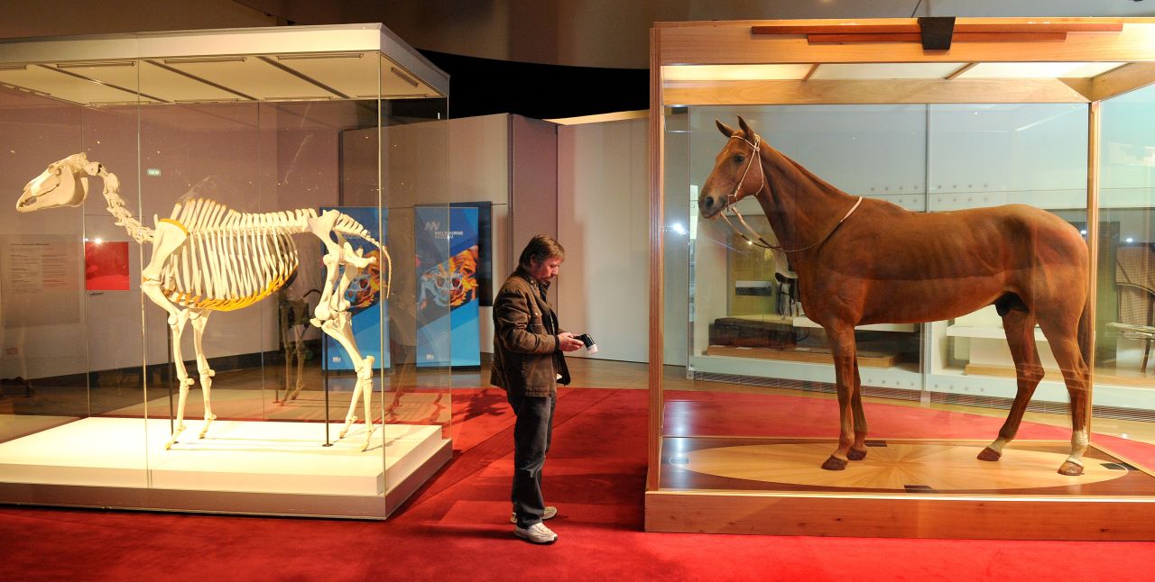 Head to Australia's Victoria Museum and you'll find an entire room dedicated to champion race horse Phar Lap -- including his skeleton and body. 