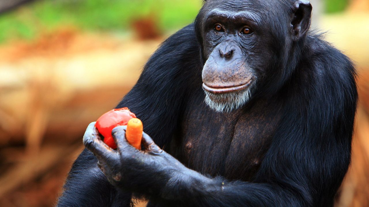 Chimpanzees share about 99% of their DNA with humans.