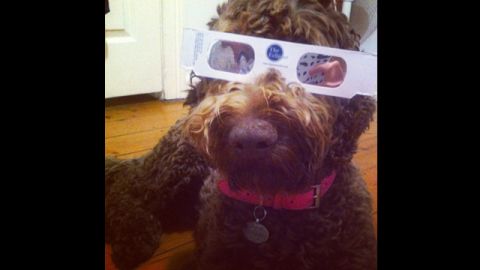 Vanessa Hill of North Ryde, near Sydney, was taking no precautions during this morning's eclipse, adorning her dog with cool protective shades.