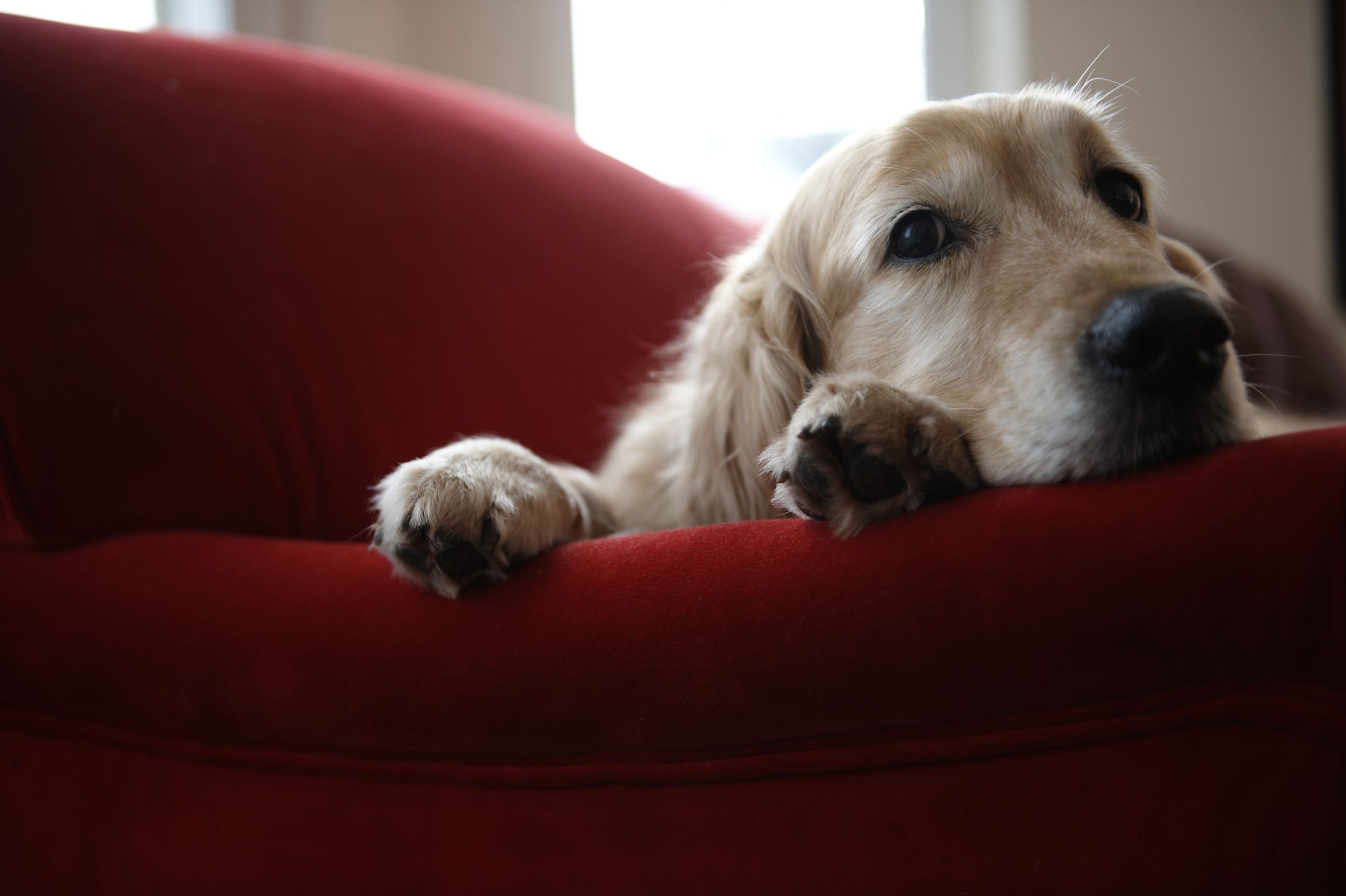 a place where dogs are bred reared trained