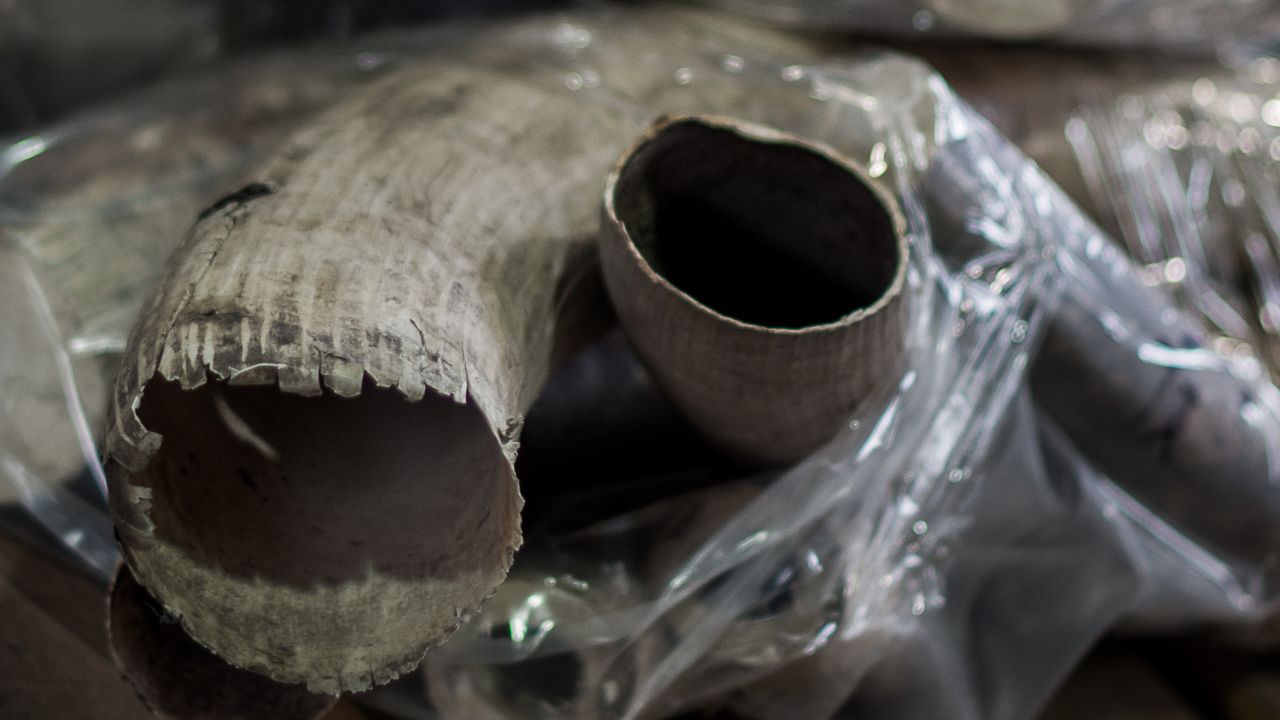 Seized pieces of unpolished tusks are displayed by customs officials in Hong Kong on November 16, 2012. 