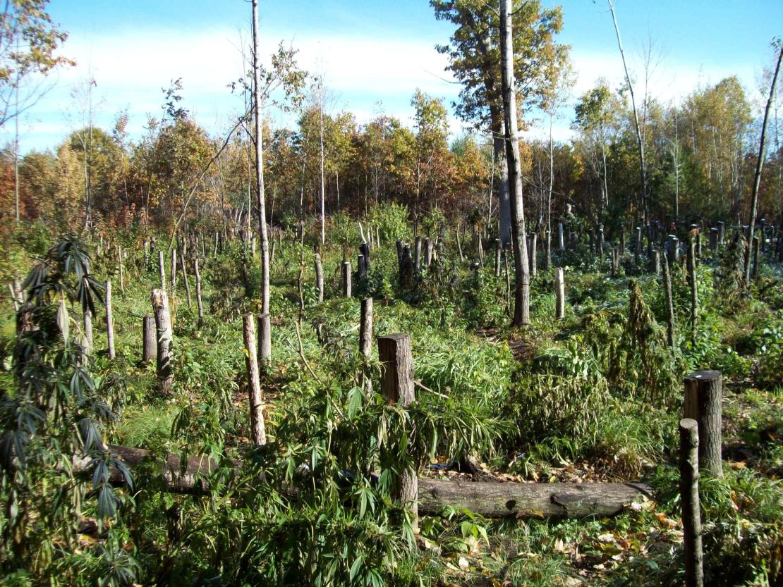 Marijuana growing operations can cause serious damage to the forests. 