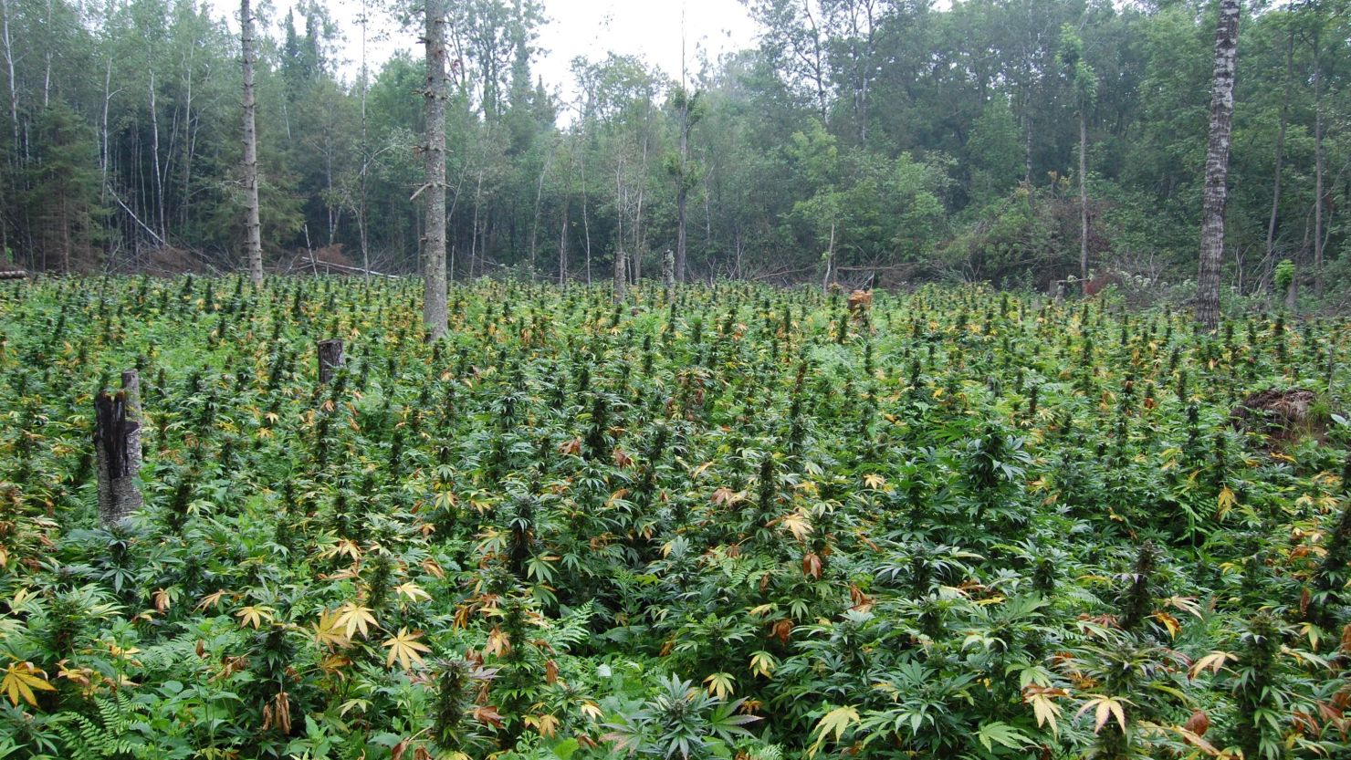 Wisconsin is targeting illegal marijuana growers taking advantage of its vast, remote public land.  