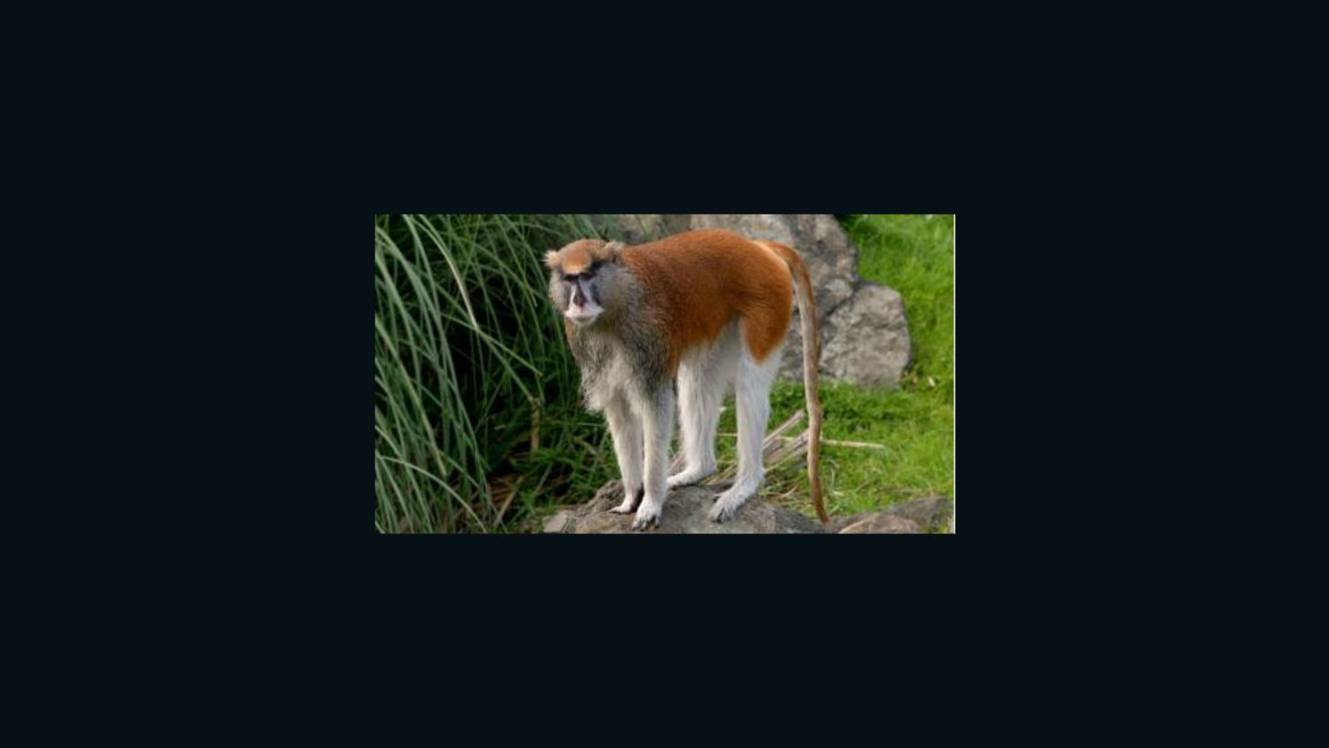 Police and zoo employees found a patas monkey that was seriously injured at Zoo Boise on Saturday. The monkey died.