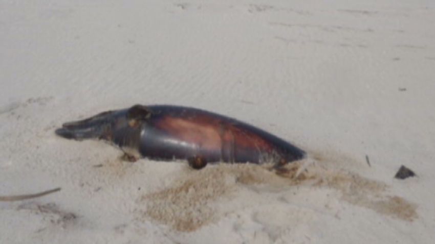 dnt mystery dolphin slayings_00001510