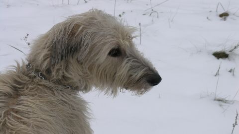Kat Kinsman's Irish Wolfhound, Mordred, was a huge presence in her home and came to occupy her heart
