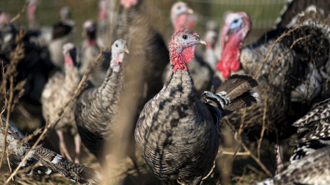 Narragansett heritage turkeys who make up a breeding flock are seen at Springfield Farm last week in Sparks, Maryland. 
