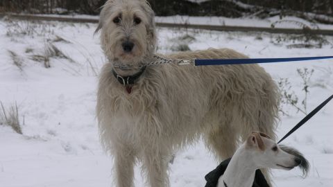 Mordred  takes a walk  in the snow with Morgane