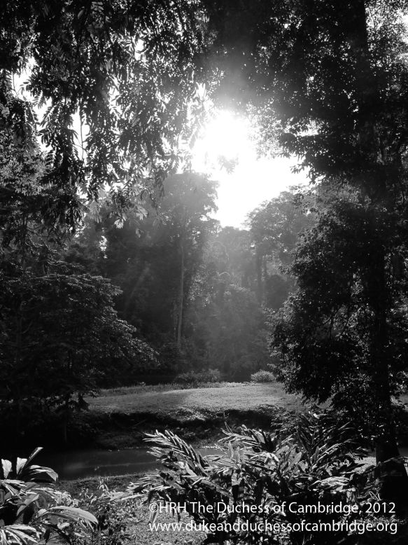 This photo was taken during a private walk through part of the jungle, close to the Danum Valley research station.