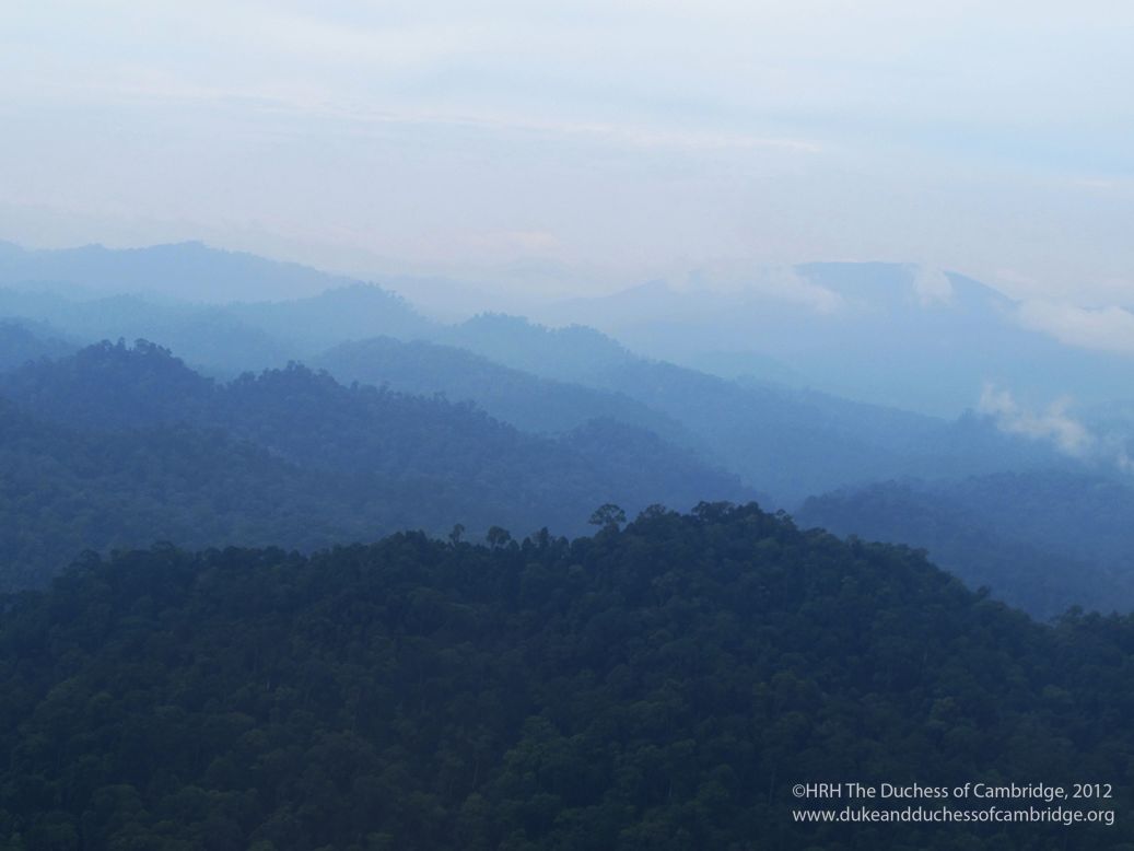 The Borneo rainforest is one of the oldest rainforests in the world.