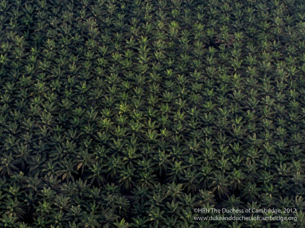 TRH flew over this palm oil plantation on their way to the Royal Society research station in Sabah, Malaysia.