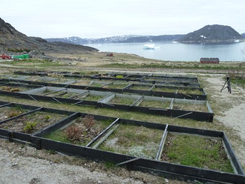 The Research farm for Greenland's Agricultural Advisory Service. Planting seeds while watching icebergs is common in Greenland.