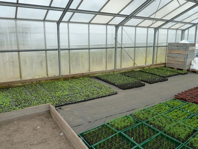 Greenhouse where herbs are grown. The variety of crops has dramatically increased in the past years.
