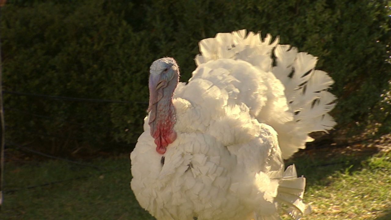 pkg turkey life after pardon_00000219