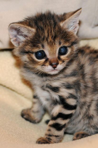 Karoo, the baby blackfooted cat at the Brookfield Zoo, is the smallest African feline species.