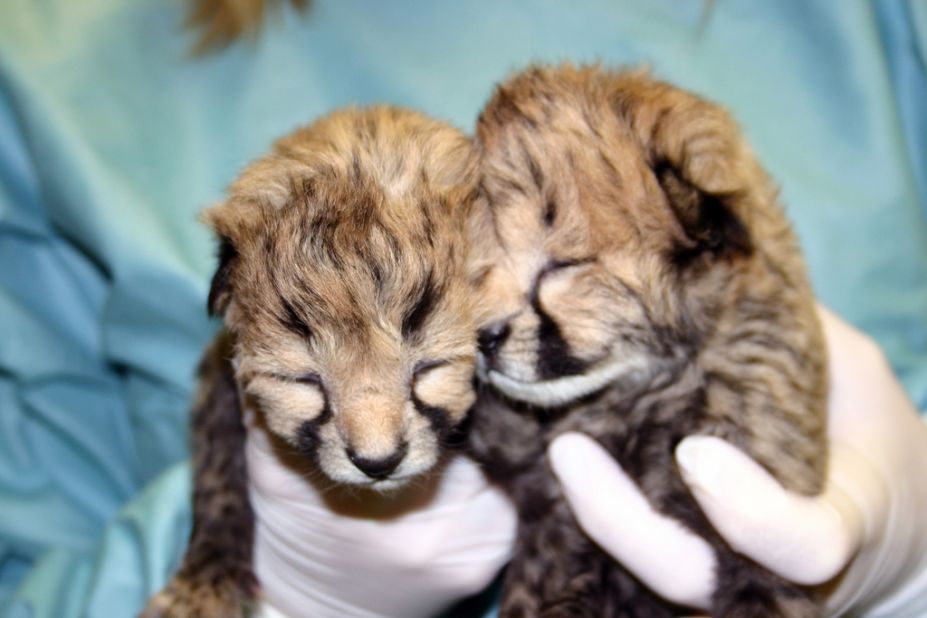 Gat and Lita, the baby cheetah cubs at the Smithsonian National Zoo, are named after award-winning sprinters.