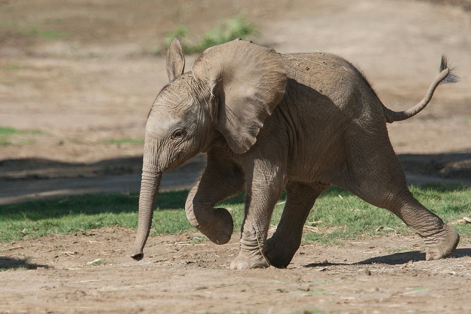 Qinisa, the baby girl elephant at the San Diego Zoo's Safari Park, can already use her trunk to pick up objects.
