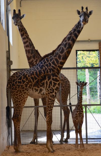 Lulu, the baby girl giraffe at the Cincinnati Zoo, has a Twitter following.