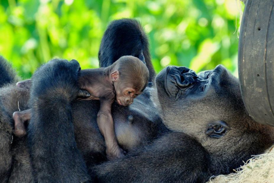 Baby Adelina, the baby girl gorilla at the Little Rock Zoo, is Arkansas' most popular primate.