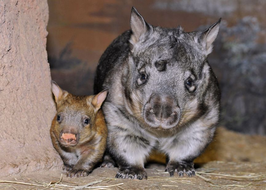 The baby girl wombat at the Brookfield Zoo is mama Kambora's fourth child.