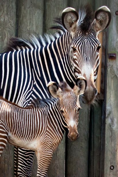 Kito, Lincoln Park Zoo's baby zebra colt, takes a breather from his energetic day with mom Adia.