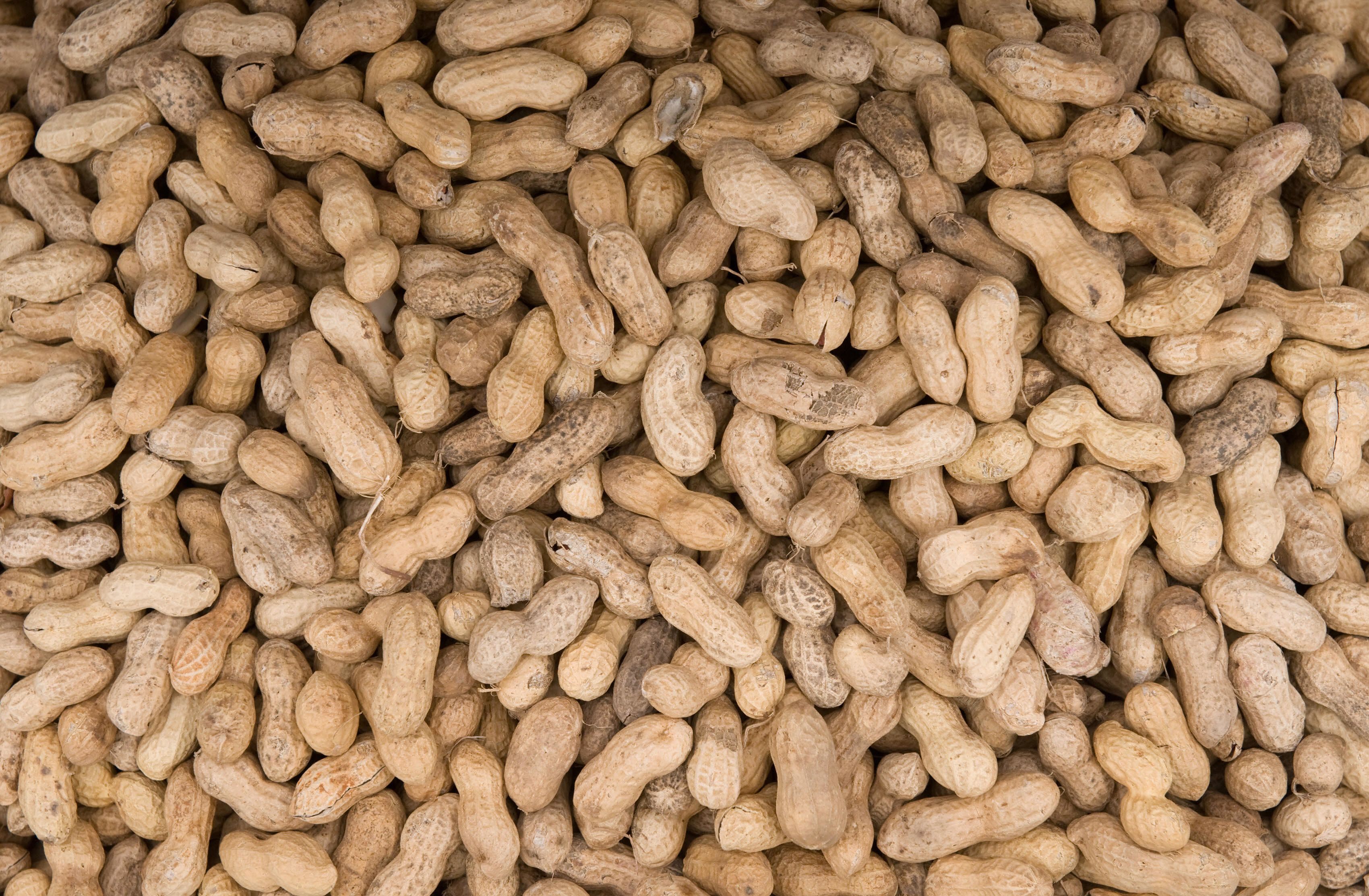 Governments should recommend nuts to pregnant women, says study