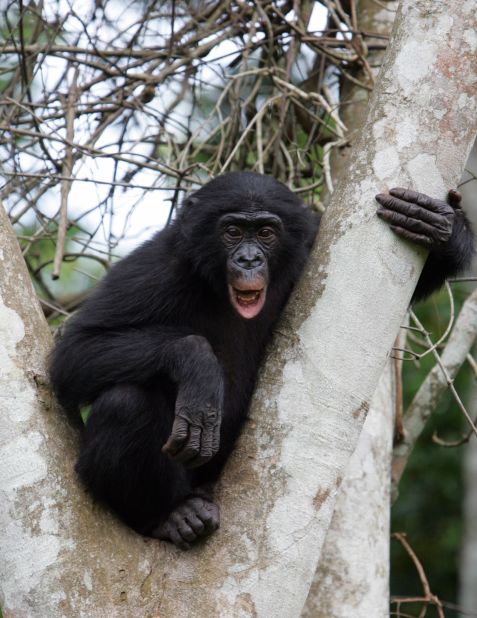 Also called "pygmy chimpanzees," bonobos feed mainly in trees.