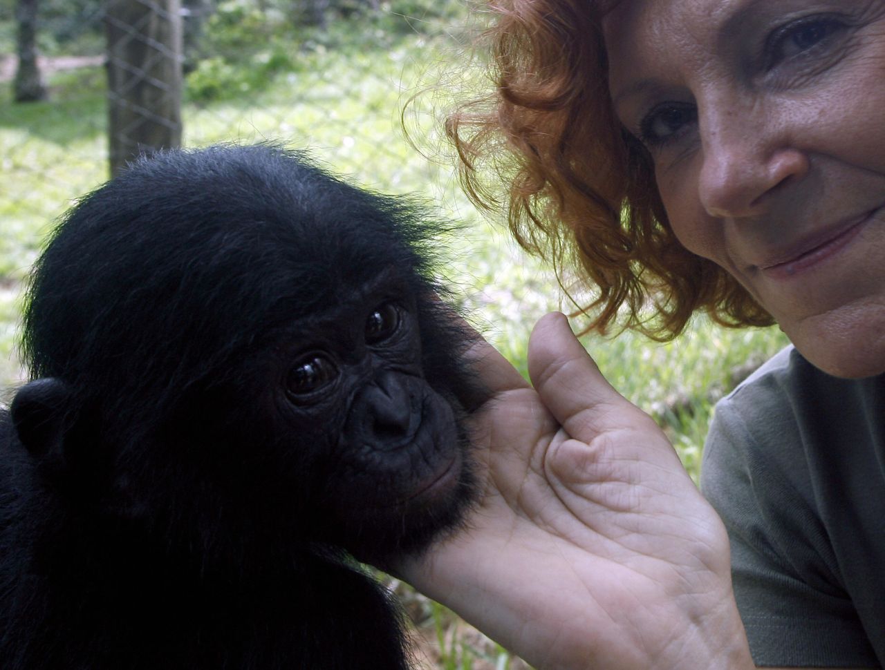 The sanctuary is today home to more than 60 bonobos, many of which are young orphans. 