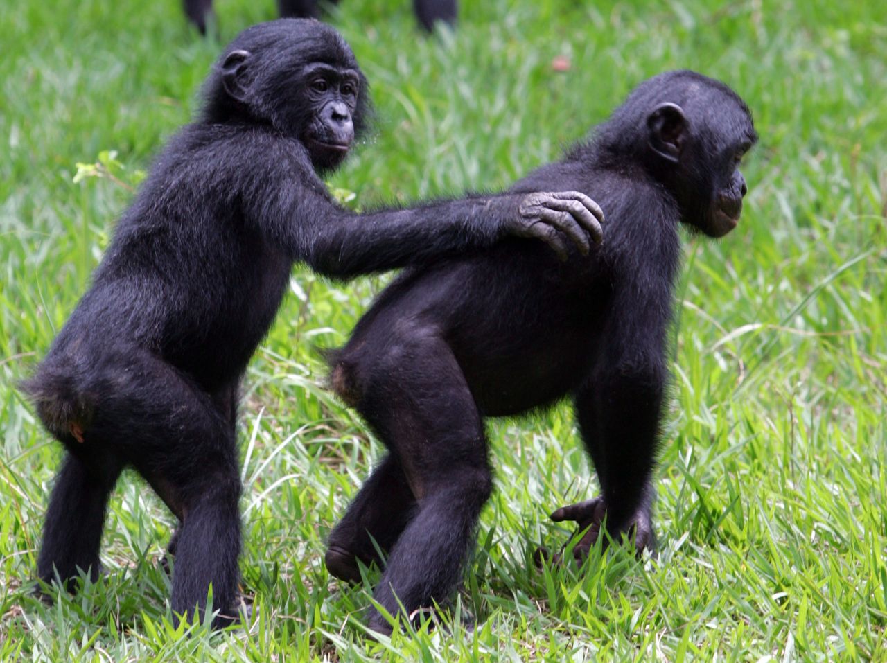 The bonobo is an endangered ape found only in the Democratic Republic of Congo.