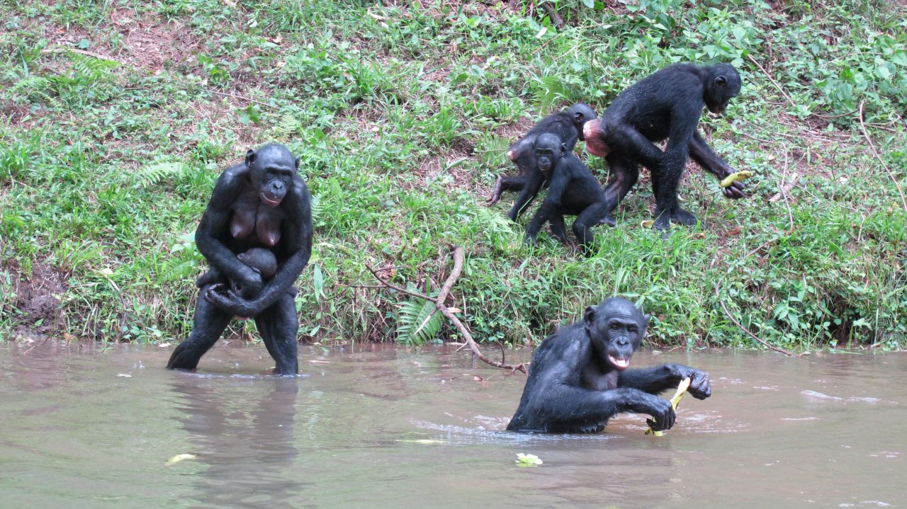Female bonobos are usually in charge of the group. Bonobos mate and use a variety of sexual behaviors to build social relationships.