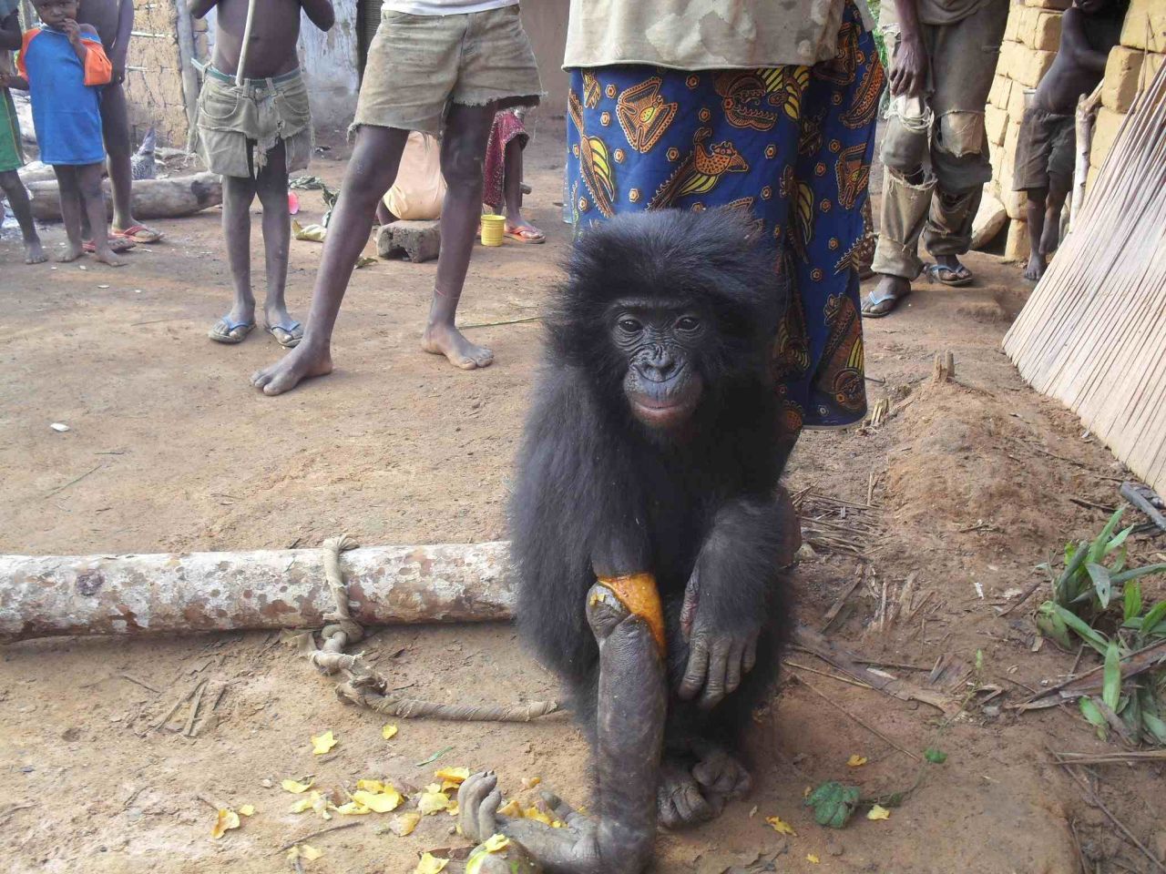 The little female, named Bolomba, has now arrived at Lola Ya Bonobo where she received treatment for her broken arm.