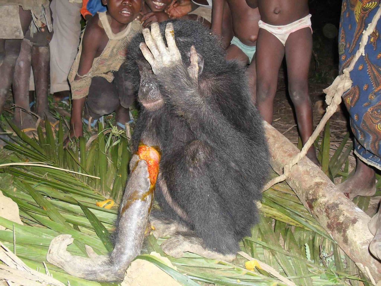 In November 2012, hunters in Bolomba contacted the sanctuary about this injured young orphan because they "didn't want to catch a bonobo in their trap."