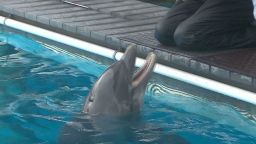 pkg lavendera gulf dolphin killings_00013908